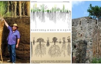 Вершки и корешки: невероятная корневая система (17 фото)