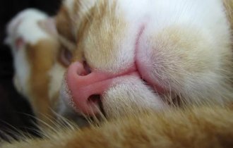 Интересные факты о кошках (16 фото)