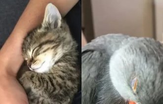 Подборка сладко спящих животных (12 фото)