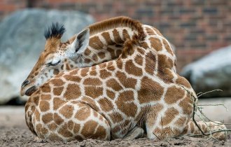 Как спят жирафы (10 фото)