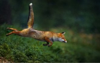 Fantastic Beasts: Cute animals can harm entire continents. Why are people to blame for this? (8 photos)