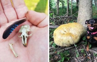 18 необычных и даже жутких вещей, которые люди обнаружили, прогуливаясь по лесу (19 фото)