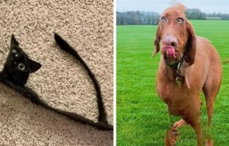Panoramic photos can turn adorable pets into unknown animals (16 photos)