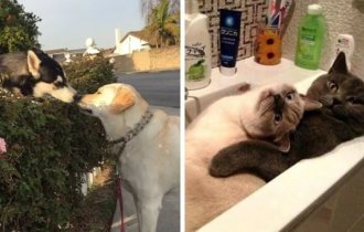 Friendship and romance: funny and touching photographs of animals (17 photos)