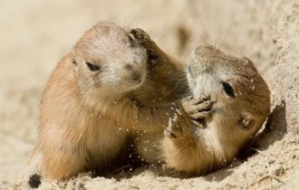 Prairie Dogs: Bloodthirsty herbivores. Why did these animals become famous for their cruelty towards their own and others? (8 photos)