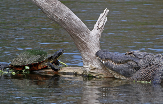 Зачем черепахи подкидывают свои яйца крокодилам? (5 фото)