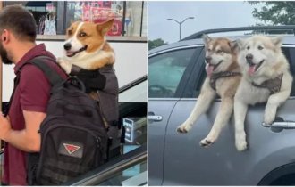 30 heartwarming photos of dogs spotted in different places (31 photos)