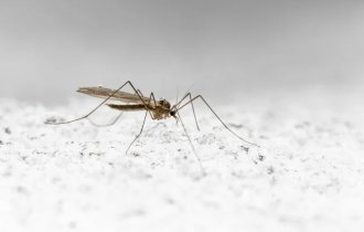 What you need to know about winter mosquitoes (7 photos)