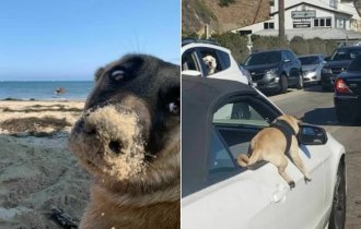 18 Imperfect Dog Photos That Make You Smile (19 Photos)