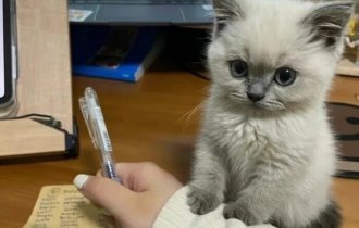 Милые котята (23 фото)