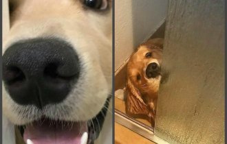 Любопытные собаки, которые хотят знать, что вы сейчас делаете (12 фото)
