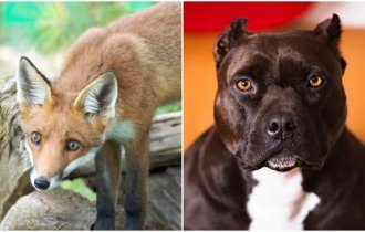 20+ тварин, які не заслужили погану репутацію - і варті уваги (30 фото)