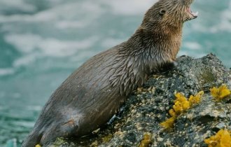 Кошачья  выдра: Самое маленькое морское млекопитающее живёт среди скал  и волн. Как противостоять бушующему океану, когда  ты размером с кошку? (8 фото)