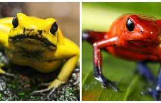 The most dangerous frogs on our planet (10 photos)