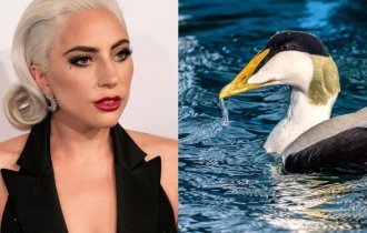 Гага:  Настолько мощный желудок, что перемалывает морских ежей целиком,  а из её пуха делают одежду полярников (8 фото)