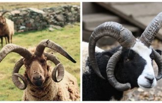 Рогатик в квадрате: зачем святые бараны обзавелись сразу двумя парами рогов? (6 фото)