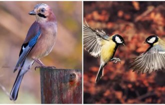 Язык птиц, или Тайны коммуникации пернатых (7 фото + 3 видео)