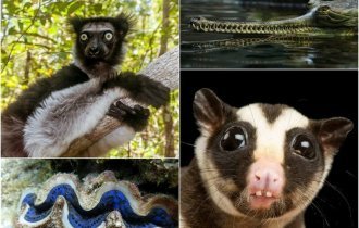 Животные, которых природа будто бы спроектировала в спешке (12 фото)