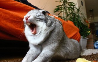 Кролики выглядят непредсказуемо ужасно, когда зевают (11 фото)