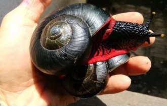 Огненная  улитка: Секрет кровавых моллюсков. Тот, кто научится размножать  этих слизней в неволе, станет миллионером (7 фото)