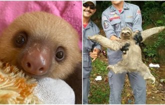 20+ прикольных фото ленивцев, которые зарядят настроением (31 фото)