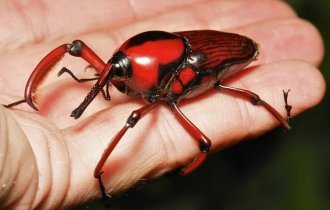 Bamboo weevil: the main competitor of the giant panda (7 photos)