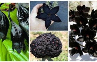 Чернота-то какая: 25 черных-черных растений в черном-черном лесу (26 фото)