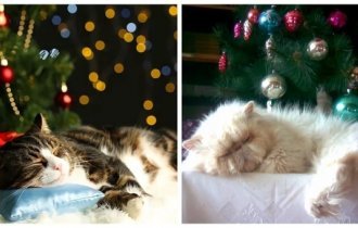 Пушистые предпраздничные сны пушистых (26 фото)