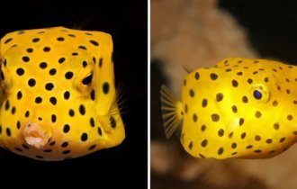 13 most dangerous species of fish that are the real villains of the underwater world (14 photos)