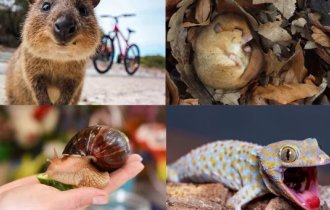 Ковокнутые на всю голову: необычные животные для жизни рядом (23 фото)