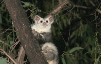 Черепаха мата-мата, нанохамелеон, шоколадная лягушка и еще 7 новых видов, обнаруженных недавно (11 фото)