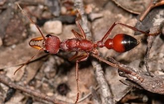 Самый опасный муравей в мире (6 фото)