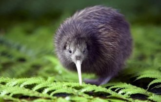 Interesting facts about the kiwi bird (10 photos)