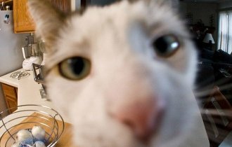 Забавные любопытные кошки, попавшие в объектив фотокамеры (19 фото)