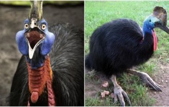 Ученые выяснили, каких птиц люди приручили задолго до кур (7 фото)