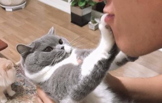 Попытка поцеловать кошку (6 фото)