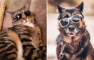 Pets who tried on their owner's glasses and proved that the optics suit them better (15 photos)