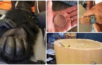 20 привычных для всех вещей, нетипичные размеры которых поражают (21 фото)