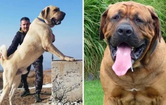 15 стран, в которых запрещены конкретные породы собак (16 фото)