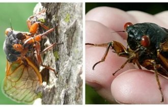 Почему американские цикады десятки лет прячутся в земле (5 фото + 1 видео)