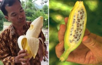 15 самых необычных видов бананов (17 фото)
