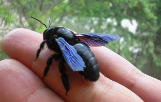 Пчела-плотник: Гигантское чёрное насекомое из деревни. Опасно ли оно? (7 фото)