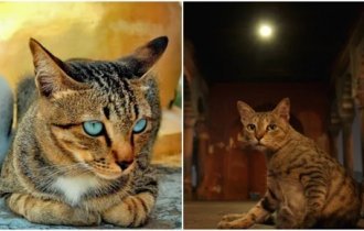 Почему вездесущих кошек практически нет в Индии (6 фото)