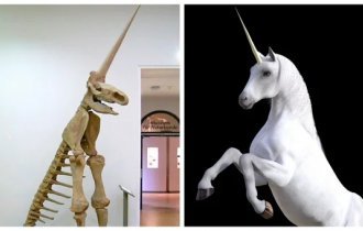 The unicorn, its secret abode and a curious attempt at paleo-reconstruction that causes Spanish shame (13 photos)