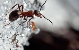 Муравейник никогда не спит. Как переживают зиму муравьи в наших широтах? (5 фото)