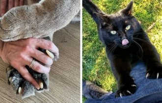 Claws are a terrible weapon (21 photos)