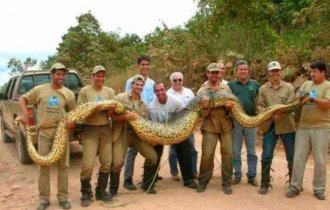 Самые большие змеи в мире (12 фото)