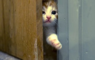 Зачем коты постоянно просят открыть дверь, но не заходят в неё? (6 фото)