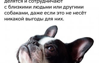 Интересные факты о собаках (10 фото)
