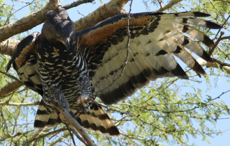 Венценосный орёл: Тактический гений из Африки. Как орёл умудряется побеждать животных в 5 раз крупнее себя? (8 фото)